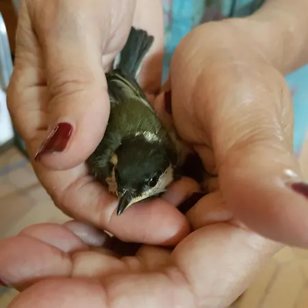 Monica Di * Sorbo-Ocagnano