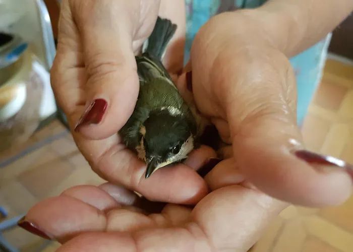 Monica Di * Sorbo-Ocagnano