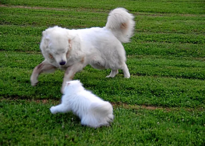 Monica Di בית נופש