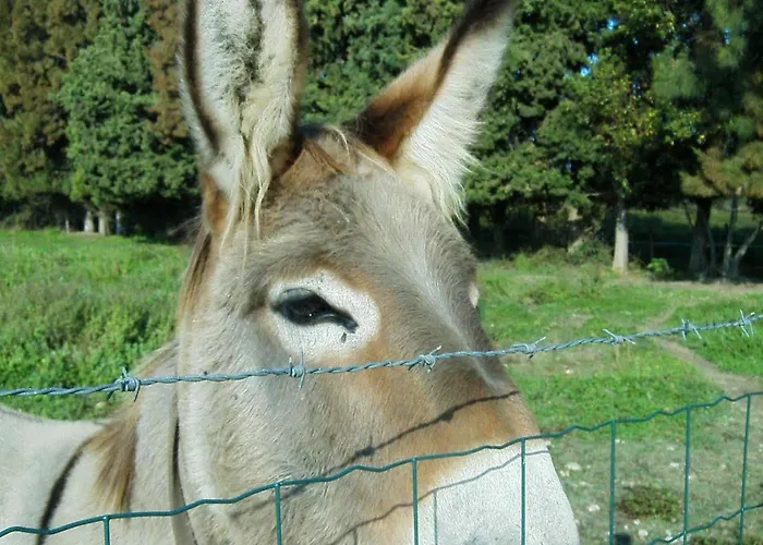 Monica Di בית נופש *